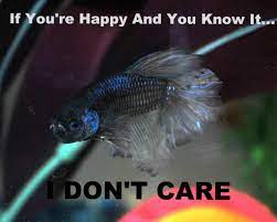 Mar 20, 2021 · mass effect 4 is probably years away, but that's okay. If You Re Happy And You Know It I Don T Care Bettafish Betta Funnybetta Funnyfish Funnypictures Pet Fish Betta Fish Betta