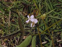 Image result for Desmodium scorpiurus
