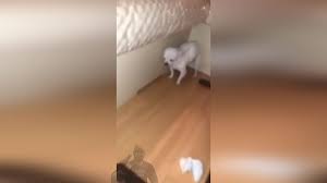 Собака съела виагру