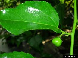 Image result for Colubrina asiatica