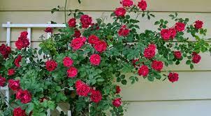 Tanaman krokot atau moss rose memiliki warna bunga yang sangat indah dan cocok dijadikan sebagai tanaman hias di rumah. Gambar Bunga Mawar Belum Mekar Cara Menanam Dan Merawat Bunga Mawar Rambat Climbing Rose Bibit 10 Cara Menanam Bunga Mawar Menanam Bunga Mawar Rambat Bunga