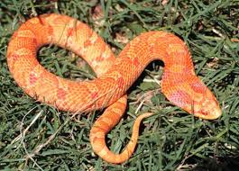 Albino Eastern Hognose Albino Herp Snake