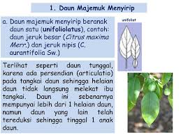 Maybe you would like to learn more about one of these? Daun Majemuk Ppt Download