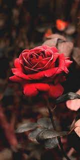 Pin Oleh Stefania Stefi Stefoula Di Roses My Love Wallpaper Mawar Wallpaper Bunga Indah Wallpaper Mawar Merah
