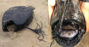 Get inspired by our community of talented artists. Rarely Spotted Football Fish Which Lives Thousands Of Feet Deep In The Ocean Washes Up On California Beach Cbs News