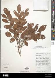 Image result for Vaccinium madagascariense