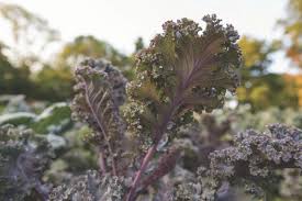 Sprinkle the seeds over pots full of moistened potting. Planting And Growing Kale Hgtv