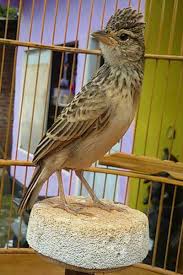 Jenis burung branjangan jawa tengah mempunyai ciri khas suara yang keras, mudah diisi dengan beragam. Zona Tips Indonesia Burung Branjangan Indonesia
