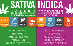 Sativa Vs Indica An Overview Of Cannabis Types Srqmmj Com