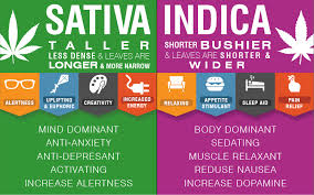 indica sativa cbd thc