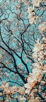 Cherry blossom wallpaper mobile anime engine taqwa co. Lockscreens Cherry Blossom Lock Screens Backgrounds