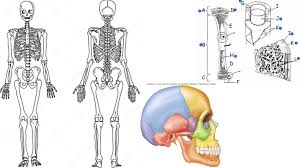 In this video we discuss the structure of bone tissue and the components of bones. Anatomy Bone Quiz Labeling Diagram Quizlet