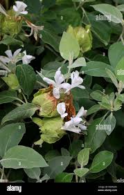 Image result for Barleria albostellata