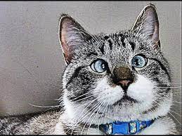 Maybe you would like to learn more about one of these? Faze Comice Cu Pisici Youtube