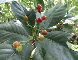 Image result for Psychotria palustris