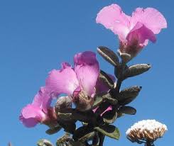 Image result for Podalyria