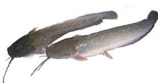 Ikan Lele Bandarleleaid