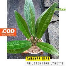 Jual Tanaman hias philodendron lynette - Philo linet - Philodendron Lynett  remaja | Shopee Indonesia
