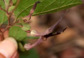 Image result for Aristolochia heppii