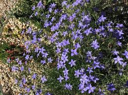 Keep warm & moist, avoid drying out or waterlogging the growing mix. Plantfiles Pictures Wahlenbergia Species Australian Bluebell Tall Bluebell Wahlenbergia Stricta By Kell