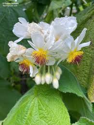 Image result for Sparrmannia