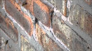 Oh, and we are home to the world famous dog surfing competition. Bees In A Brick Youtube