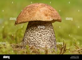Image result for Boletus sp.