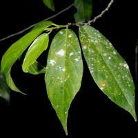 Image result for Leptonychia