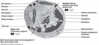 While animal cells come in various sizes and tend to have irregular shapes, plant cells are more similar in size and are typically rectangular or cube shaped. What Is A Diagram Of A Plant And Animal Cell Under An Electron Microscope Quora