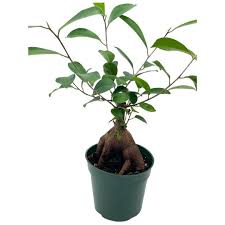 Image result for Ficus muelleriana