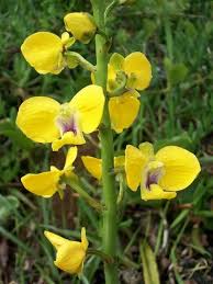 Image result for Eulophia hirschbergii