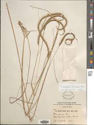 Image result for Ctenium concinnum