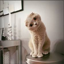 Texte haioase poze amuzante imagini amuzante radiouri banane. Poze Cu Pisici Home Facebook