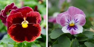 Check spelling or type a new query. The Best Early Annuals To Plant For Spring Color Westwood Gardens