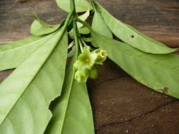 Image result for Voacanga bracteata