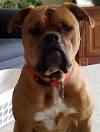10 Unreal Bulldog cross breeds (Designer or hybrid dog breed)