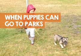When do puppies start walking. When Can I Take My Puppy To The Dog Park Safety Tips