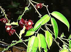 Image result for Heisteria