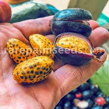 Image result for Renealmia