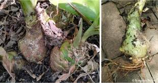 Image result for Albuca virens