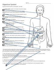 Digestive system online worksheet for intermediate. Digestive System Worksheet 2 Docx Name Digestive System Locate Each Of The Structures On The Diagram And Label 1 Salivary Glands Glands In The Course Hero