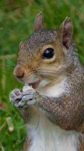 So Cute And Fun Too Cute Squirrel Animals Beautiful Animal Humour