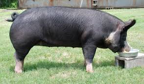 Berkshire Pig Thomas Has A Customer That Swears The Last Pig We Butchered For Him Was The Best He Ever Had This After His Girl Berkshire Pigs Pig Pig Breeds