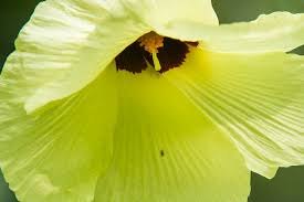 Image result for Azanza lampas