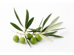 Olive Picholine Epices Huiles Et Condiments