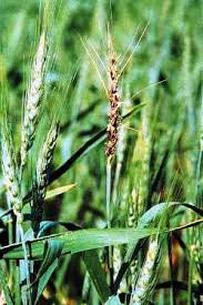 Tilletia Foetida ile ilgili gÃ¶rsel sonucu