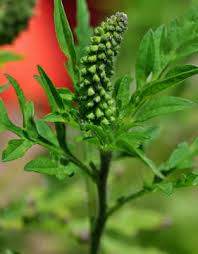 Allergie voor planten en bloemen. Opgelet Voor De Ambrosia Hooikoortsplant Ambrosia Artemisiifolia