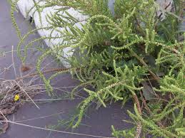 Image result for Dysphania schraderiana