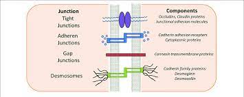 Maybe you would like to learn more about one of these? Epithelial Intercellular Junctions Schematic Drawing Of The Download Scientific Diagram