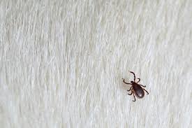 When a tick bites your dog, it latches on and stays in one place. What Do Ticks Look Like On Dogs Great Pet Care